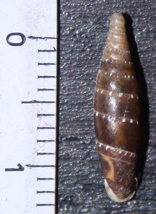 Clausiliidae da id.